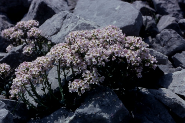 Noccaea rotundifolia (=Thlaspi rotundifolium)